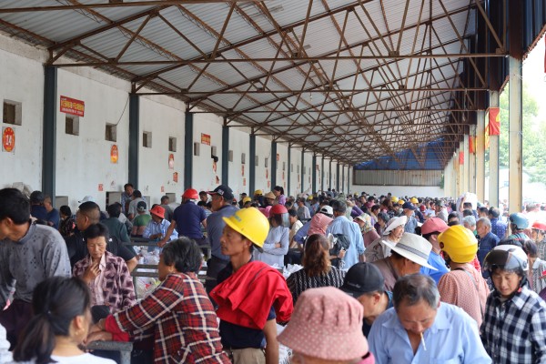 1686556443244029.jpg 蚕农排队卖茧场景_副本.jpg